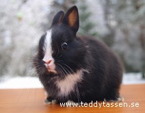 Teddytassens Glimra