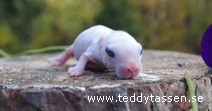 Teddytassens Glimt