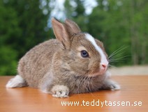 Teddytassens Glory