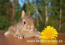 Teddytassens Gnuttan