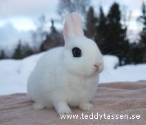 Teddytassens Gold