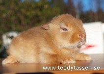 Teddytassens Goldie