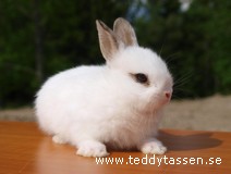 Teddytassens Gorillan