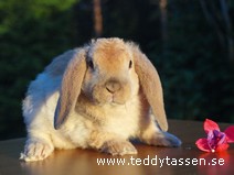 Teddytassens Gossen