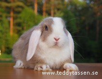 Teddytassens Gourmet
