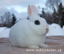 Teddytassens Grace