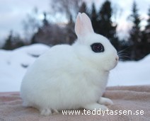 Teddytassens Greenhill