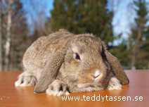 Teddytassens Greta