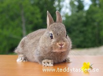 Teddytassens Grevè
