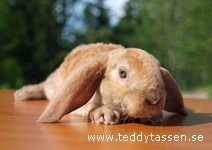Teddytassens Grevinnan