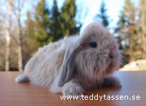 Teddytassens Grill