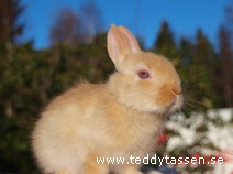Teddytassens Grim