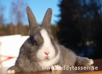 Teddytassens Grynet