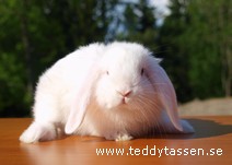 Teddytassens Gräddis