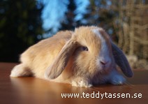 Teddytassens Gräddnos