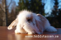 Teddytassens Gränna