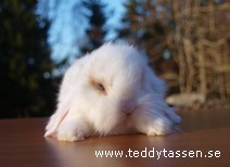 Teddytassens Gubben