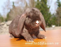 Teddytassens Gudmund