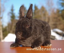 Teddytassens Gullan
