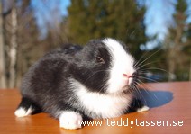 Teddytassens Gullbritt