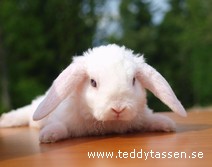 Teddytassens Gullet