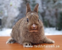 Teddytassens Gumman