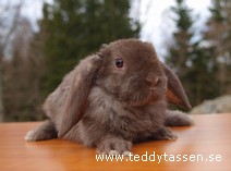 Teddytassens Gunde