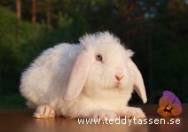 Teddytassens Gunilla