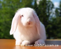 Teddytassens Gurkan