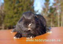 Teddytassens Gustav