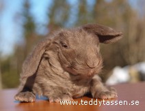 Teddytassens Gusten