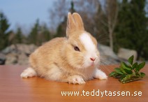 Teddytassens Gyllenfot
