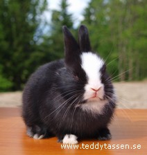 Teddytassens Gyllentass