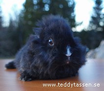 Teddytassens Göte