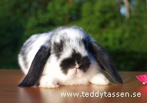 Teddytassens Hakon