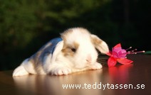 Teddytassens Hamlet