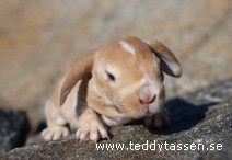 Teddytassens Hangover