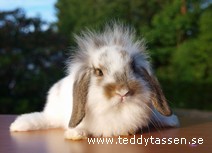 Teddytassens Hanna