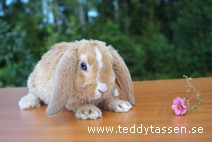Teddytassens Happy