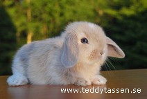Teddytassens Helen