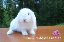 Teddytassens Helena