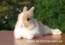 Teddytassens Helge