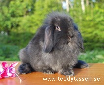Teddytassens Hilda