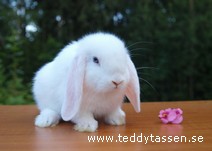 Teddytassens Hildor