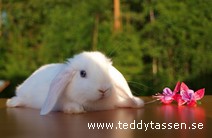 Teddytassens Hilma