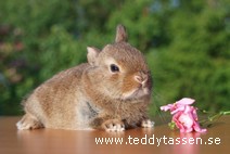 Teddytassens Himalaya