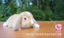 Teddytassens Hippy