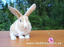 Teddytassens Hongkong