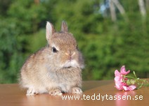 Teddytassens Hoppe