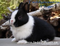 Teddytassens Hugo